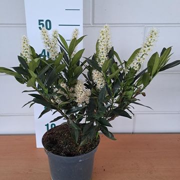 Prunus laurocerasus 'Otto Luyken'