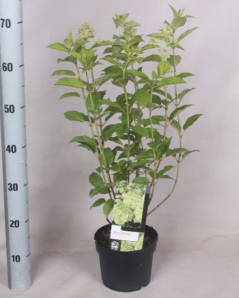 Hydrangea paniculata 'Limelight'