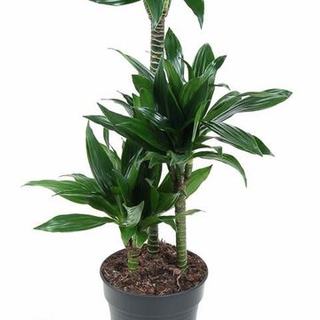 Dracaena fragrans 'Green Jewel'