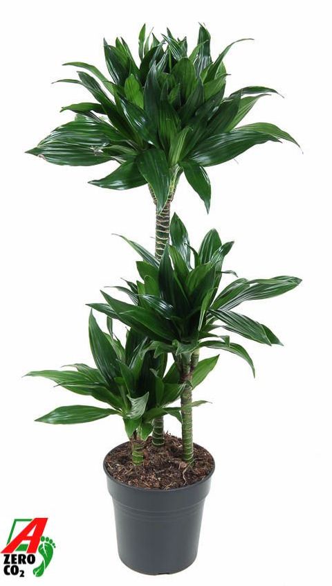 Dracaena fragrans 'Green Jewel'
