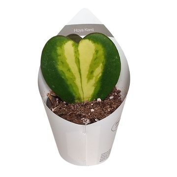 Hoya kerrii 'Variegata'