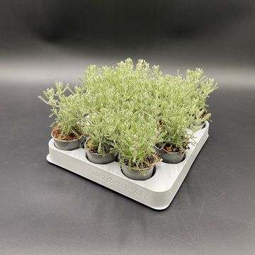 Santolina chamaecyparissus