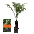 Dicksonia antarctica