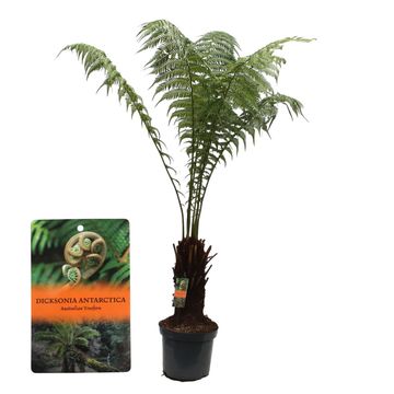 Dicksonia antarctica