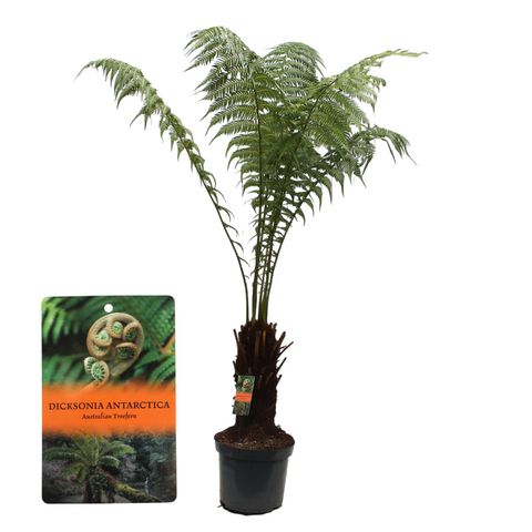 Dicksonia antarctica