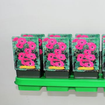 Geranium cinereum 'Giuseppii'