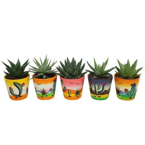 Сукуленти ALOE / HAWORTHIA MIX