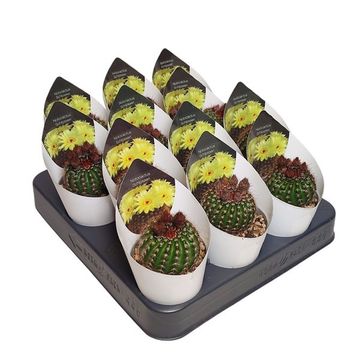 Notocactus schlosseri