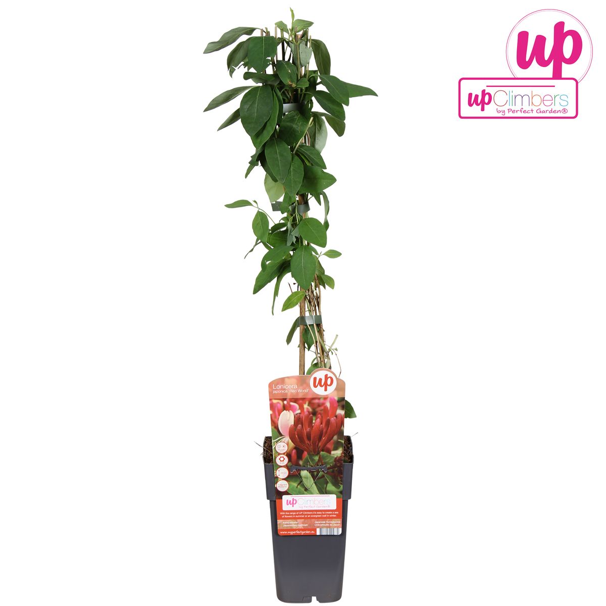 Lonicera japonica 'Red World'  Plant Wholesale FlorAccess