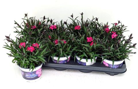 Dianthus SCULLY