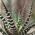 Haworthia fasciata 'Big Band'