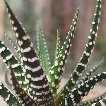 Haworthia fasciata 'Big Band'