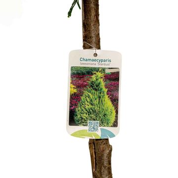 Chamaecyparis лавсониана 'Stardust'