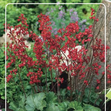 Heuchera Sanguinea