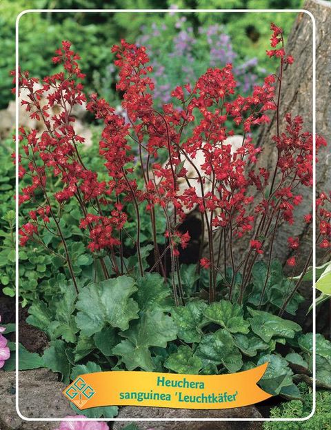 Heuchera MIX