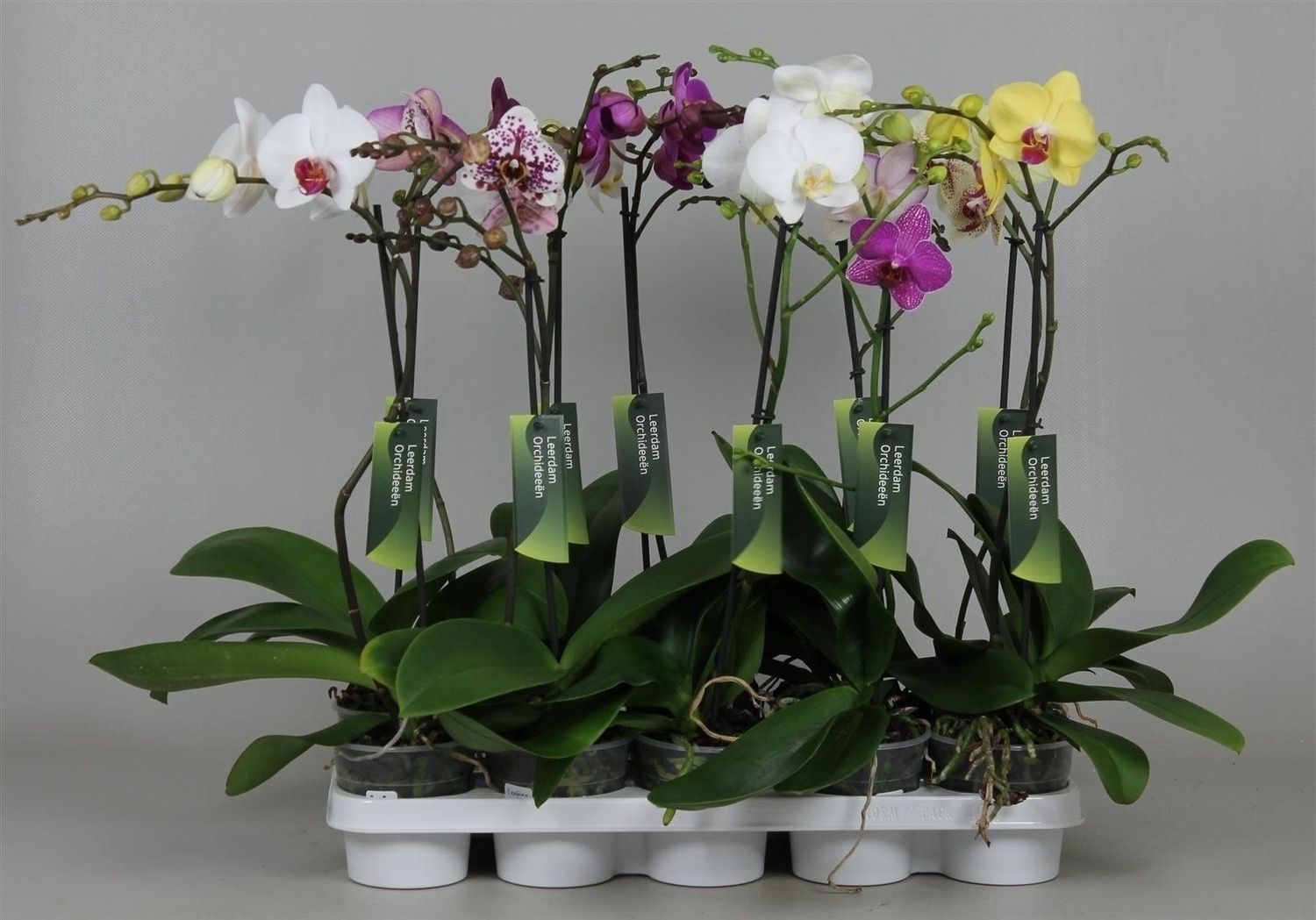 Phalaenopsis MIX (P12 cm H45 - 55 cm) – Plant Wholesale FlorAccess