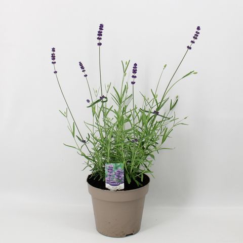 Lavandula angustifolia 'Hidcote'