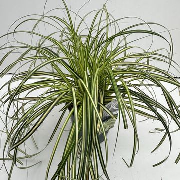 Carex MOON FALLS