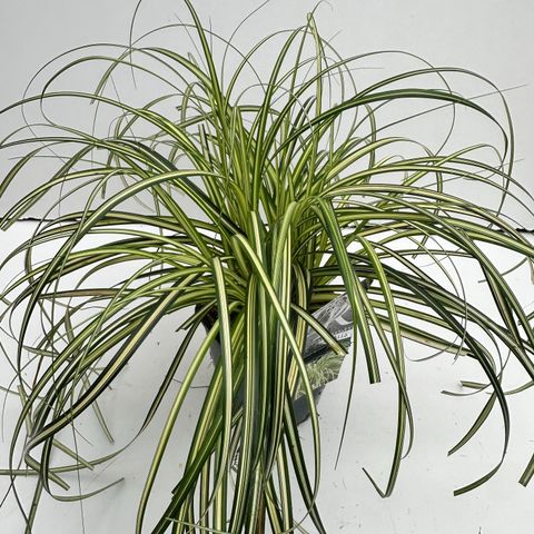 Carex MOON FALLS
