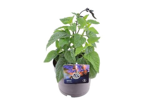 Salvia 'Black & Bloom'
