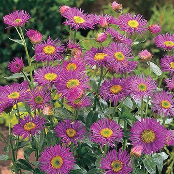 Erigeron 'Dunkelste Aller'