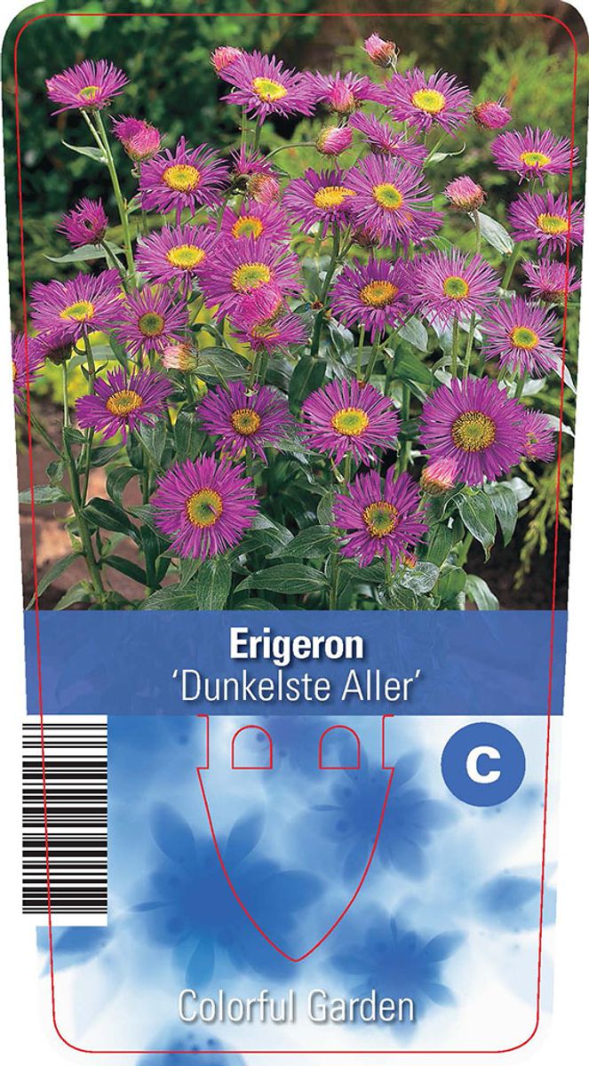 Erigeron 'Dunkelste Aller' — Plant Wholesale FlorAccess