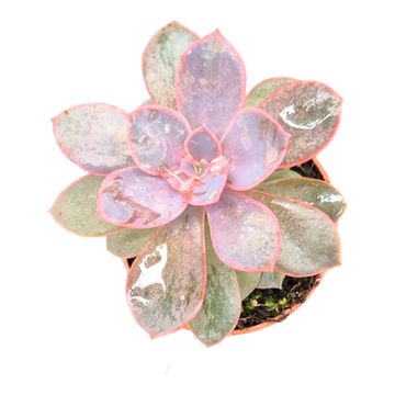 Echeveria 'Linn'