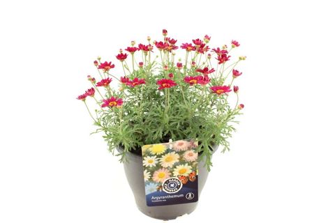 Argyranthemum frutescens MOLIMBA MAGGY ROSE