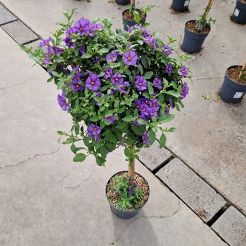 Solanum rantonnetii MIX IN POT