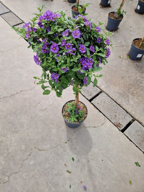 Solanum rantonnetii MIX IN POT