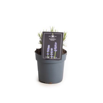 Lavandula angustifolia 'Hidcote'