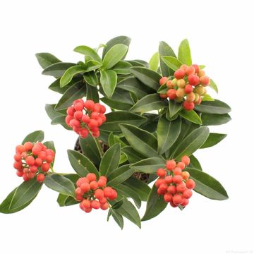 Skimmia japonica CLEOPATRA