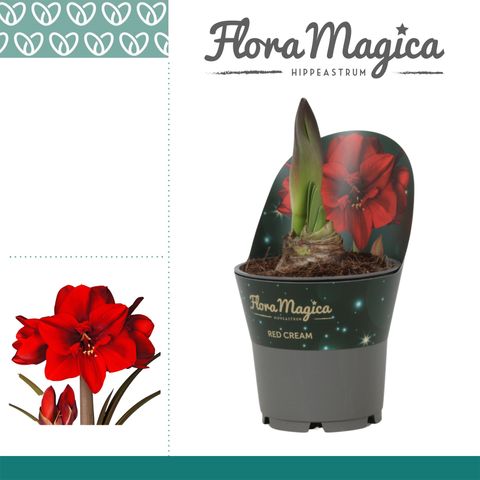 Hippeastrum 'Red Cream'