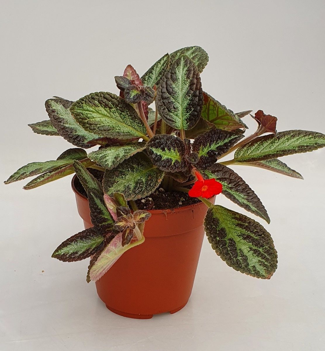 Episcia