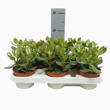 Crassula ovata 'Sunset'