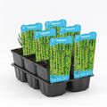 Equisetum 'Japonicum'