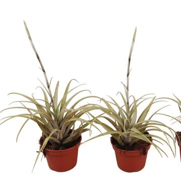Tillandsia capitata