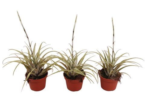 Tillandsia capitata