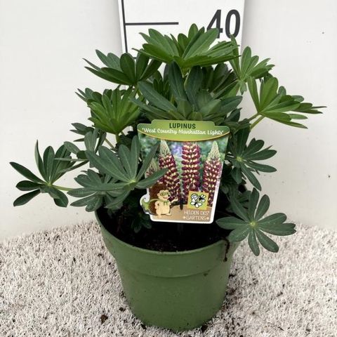 Lupinus WEST COUNTRY MANHATTAN LIGHTS