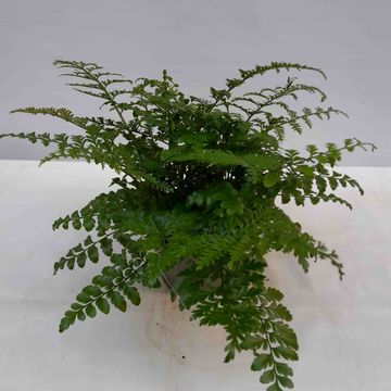 Asplenium difforme x dimorphum 'Parvati'