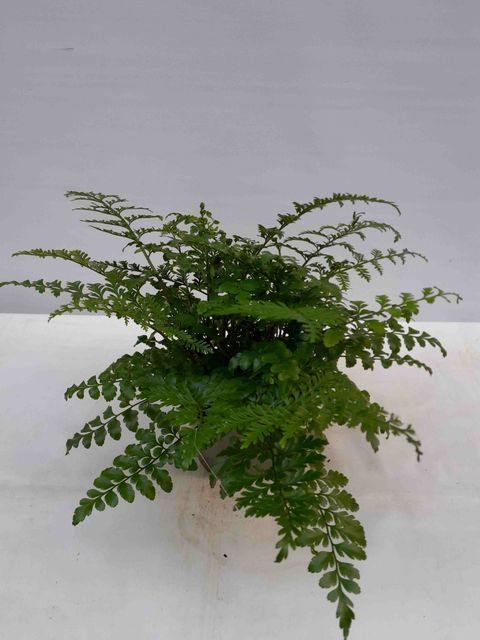 Asplenium difforme x dimorphum 'Parvati'