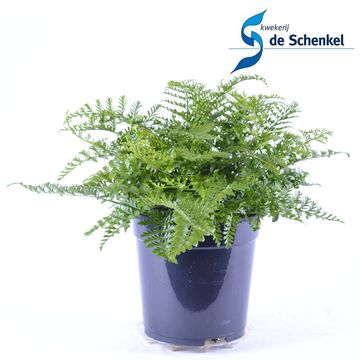 Asplenium 'Parvati'