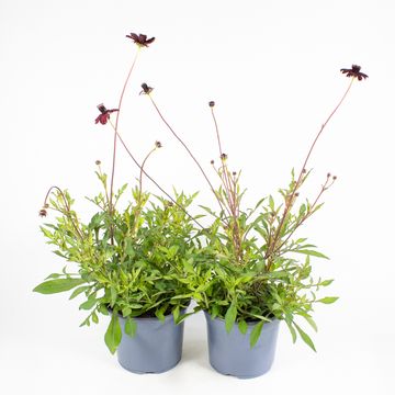 Cosmos atrosanguineus CHOCAMOCHA