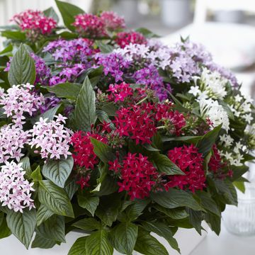 Pentas lanceolata 'Graffiti White'