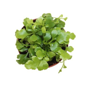 Asplenium 'Parvati'