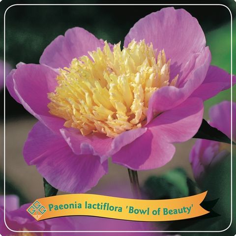 Paeonia 'Bowl of Beauty'