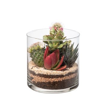 Arranjo Cactus / Succulent