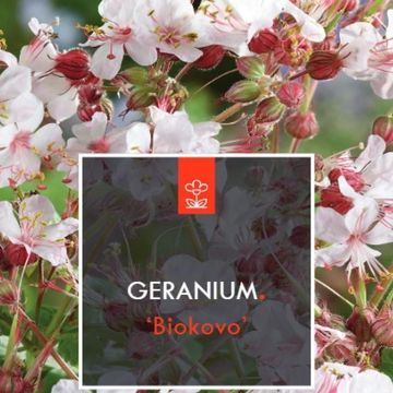 Geranium x cantabrigiense 'Biokovo'