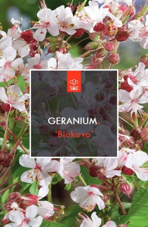 Geranium x cantabrigiense 'Biokovo'