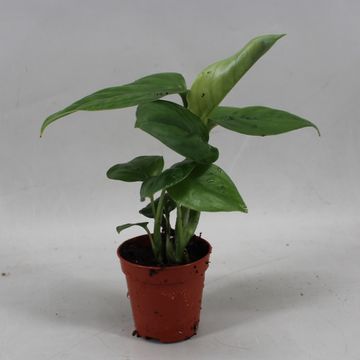 philodendron micans pink variegated Philodendron Micans Pink 2